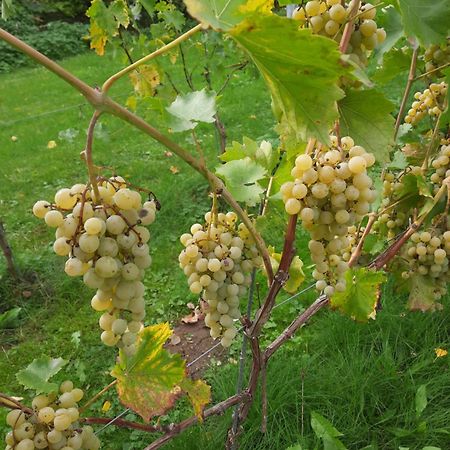 Ferienwohnung Weingut Lahmer August Kretzschau ภายนอก รูปภาพ