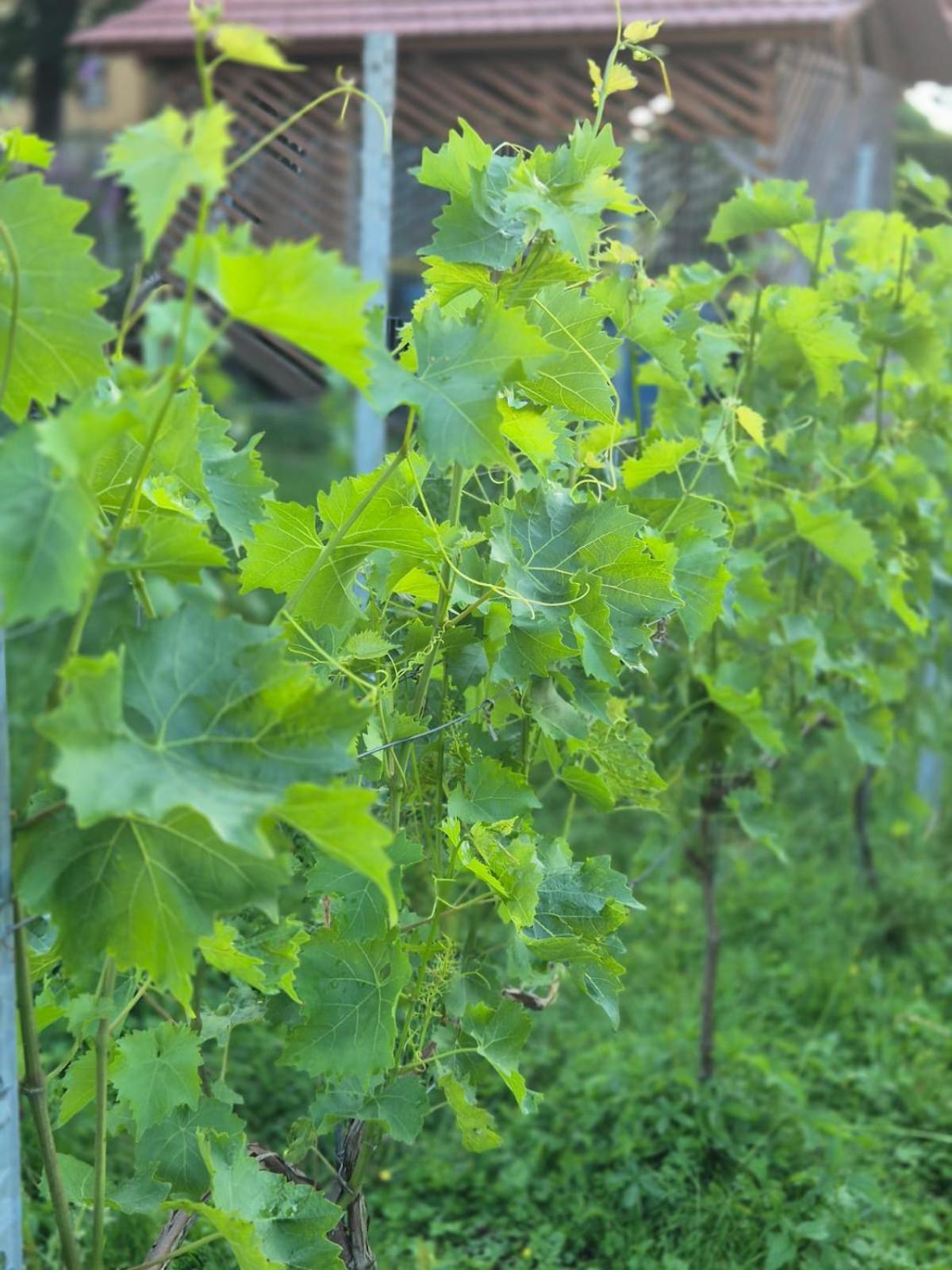 Ferienwohnung Weingut Lahmer August Kretzschau ภายนอก รูปภาพ