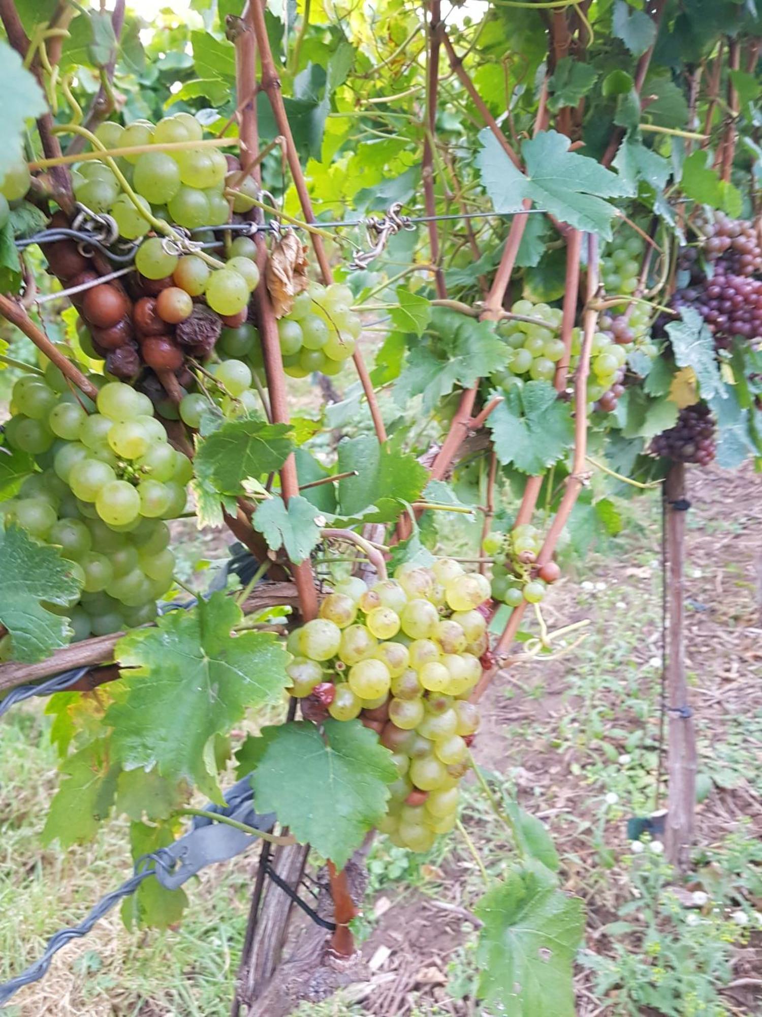 Ferienwohnung Weingut Lahmer August Kretzschau ภายนอก รูปภาพ