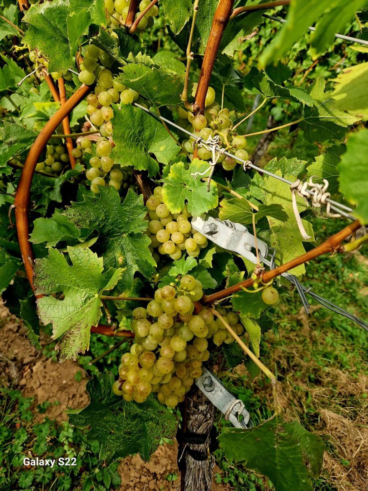 Ferienwohnung Weingut Lahmer August Kretzschau ภายนอก รูปภาพ