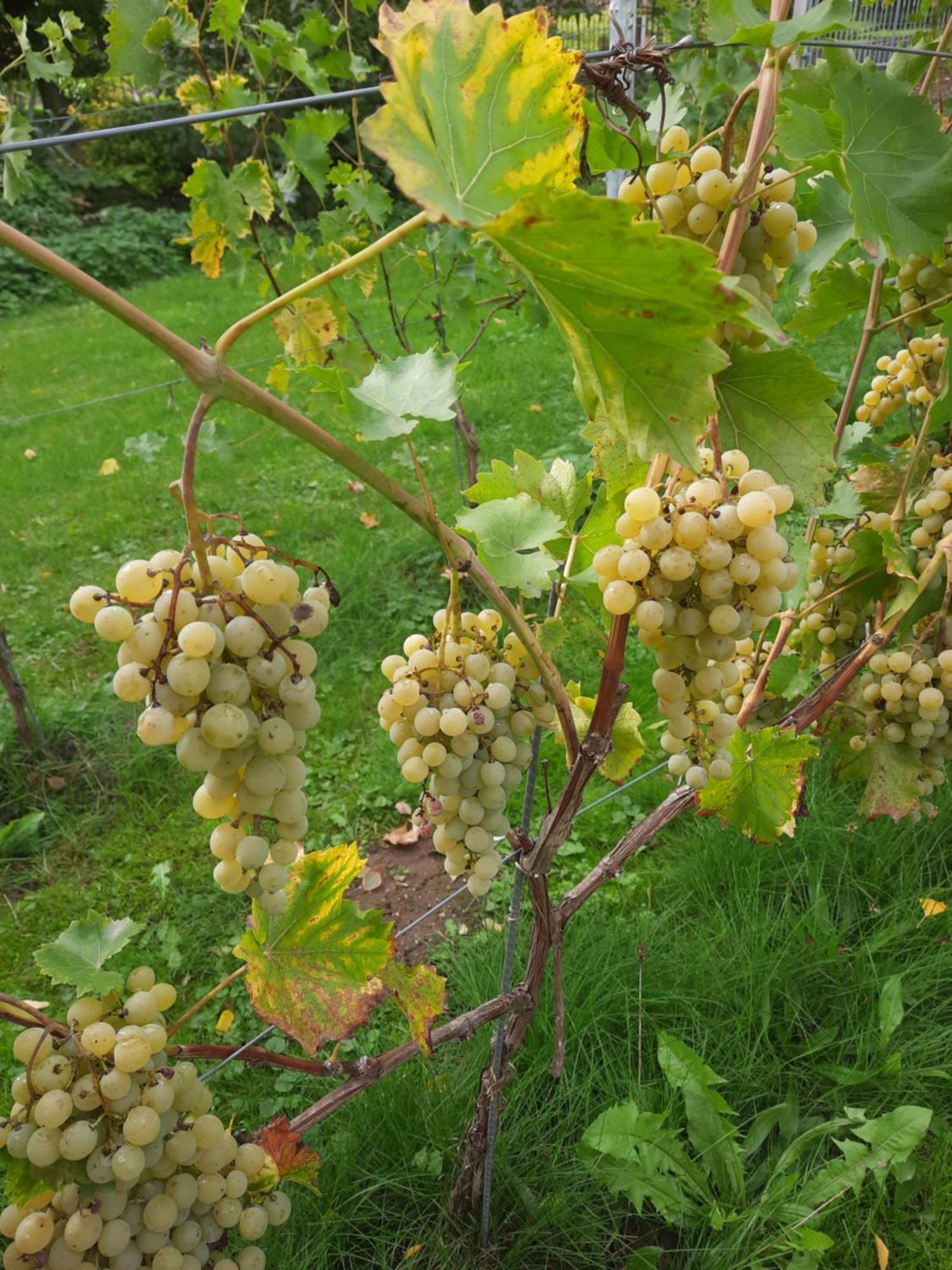 Ferienwohnung Weingut Lahmer August Kretzschau ภายนอก รูปภาพ